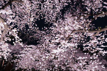 東京・野川の夜桜
