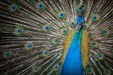 Obraz premium Birds in Kuala Lumpur