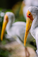 Birds in Kuala Lumpur