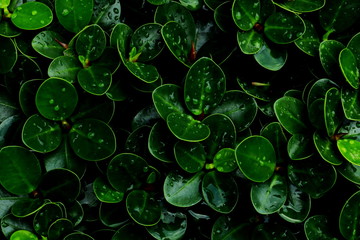 Green leaves and droplet water background. Green leaves color tone dark  in the morning. 