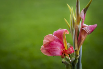 Blooming tall red flower