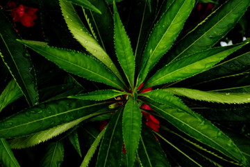 Fototapeta premium Green leaves background. Green leaves color tone dark in the morning.