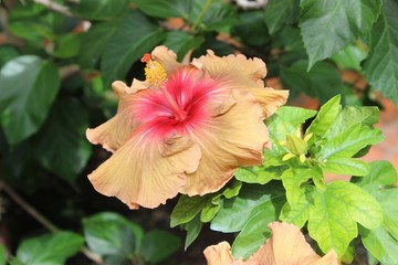 GREEN AND PINK HIBISCUS BLOOMS