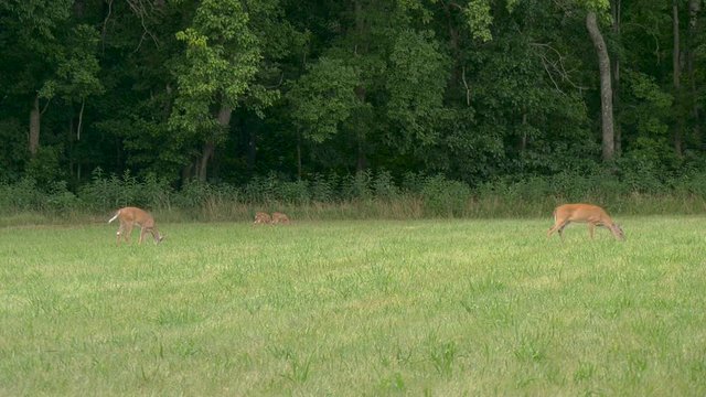 Whitetail deer walking in a field