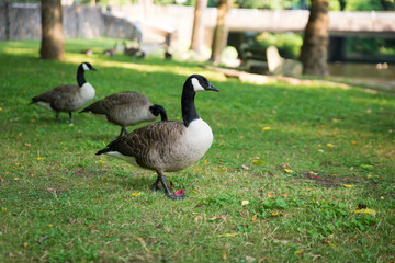 Ducks Walking in Duck Pond in natural park playground community park with lake and pond nearby
