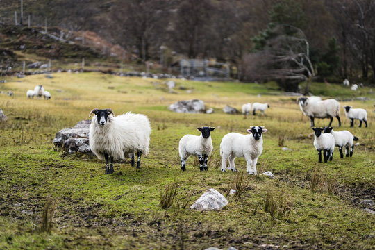 Sheep with baby in Scotland