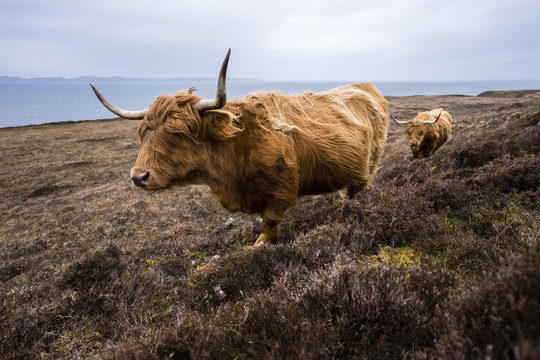 Highland cattle in Scotland