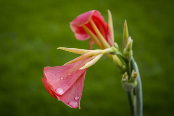 Blooming tall red flower
