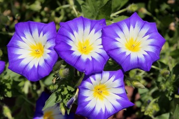 PURPLE, YELLOW, AND WHITE MORNING GLORIES