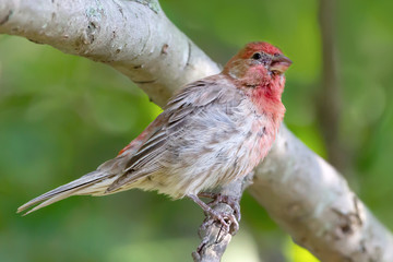 Male House Finch