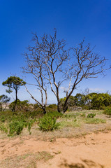 Fototapeta premium Arid Trees vert