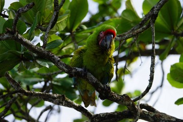 Great green macaw (Buffon's macaw) sitting on the branch of a tropical tree