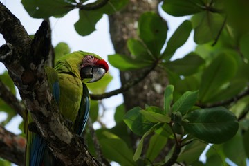 Great green macaw (Buffon's macaw) sitting on the branch of a tropical tree