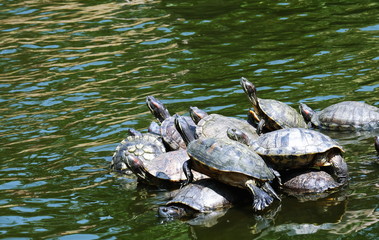 many turtle on wood. In the morning turtle in river.