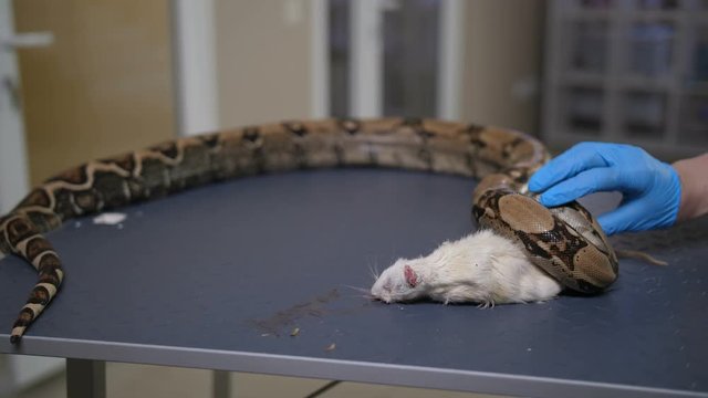 Close-up vet doctor's hands in gloves feeding python snake with white mouse on the table at pet care clinic. Exotic snake biting the rat