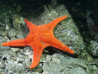 Vermillion Star (Mediaster aequalis)
A vibrant Vermillion Star (Mediaster aequalis) photographed...