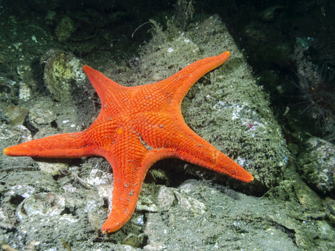 Vermillion Star (Mediaster aequalis)
A vibrant Vermillion Star (Mediaster aequalis) photographed while scuba diving in the cold Pacific Ocean in southern British Columbia