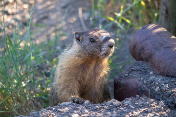 Groundhog poses for close up as the suns rays shine against his body