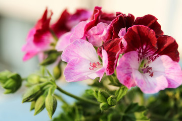 Inflorescence of pelargonium zonal close-up