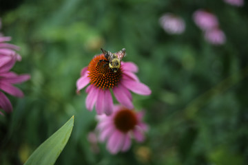 Bumble Bee Pollinating a Pink Echinacea Angustifolia Coneflower Flowers Blooming, Shallow Depth of Field Background