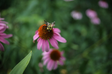 Bumble Bee Pollinating a Pink Echinacea Angustifolia Coneflower Flowers Blooming, Shallow Depth of Field Background
