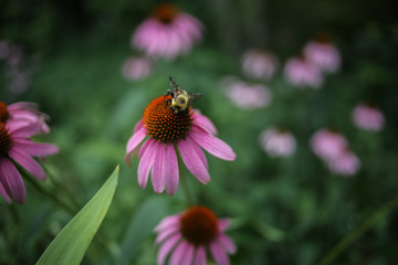 Bumble Bee Pollinating a Pink Echinacea Angustifolia Coneflower Flowers Blooming, Shallow Depth of Field Background