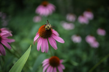 Bumble Bee Pollinating a Pink Echinacea Angustifolia Coneflower Flowers Blooming, Shallow Depth of Field Background