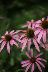 Pink Echinacea Angustifolia Coneflower Flowers Blooming, Shallow Depth of Field Background