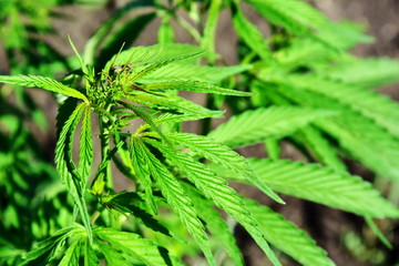 beautiful green bush cannabis bust