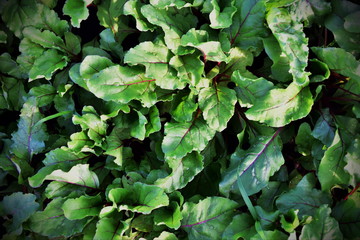 Beet leaves growing in the garden. View from above. Background on the topic of gardening and nutrition