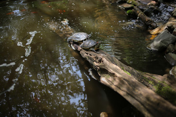 Naklejka na ściany i meble Sunbathing Turtles: Turtle Basking in Sunlight in a Pond