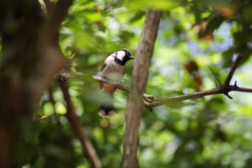 Black and White Bird - white-cheeked bubo chickadee