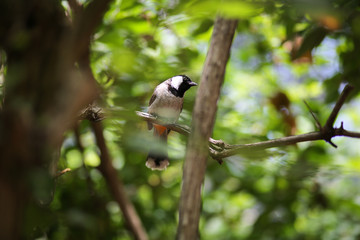 Black and White Bird - white-cheeked bubo chickadee