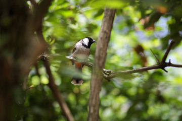 Black and White Bird - white-cheeked bubo chickadee