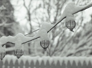 Snow covered Bulbs