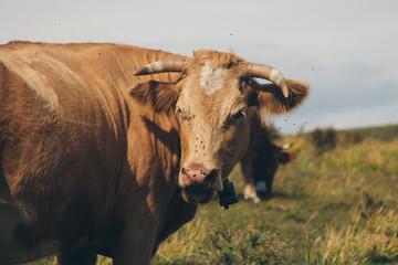 cattle grazing in the meadow. Pets: red cow close-up