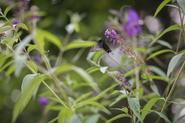 Black and Blue Butterfly Pollinating a Purple Butterfly Bush
