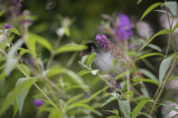 Black and Blue Butterfly Pollinating a Purple Butterfly Bush