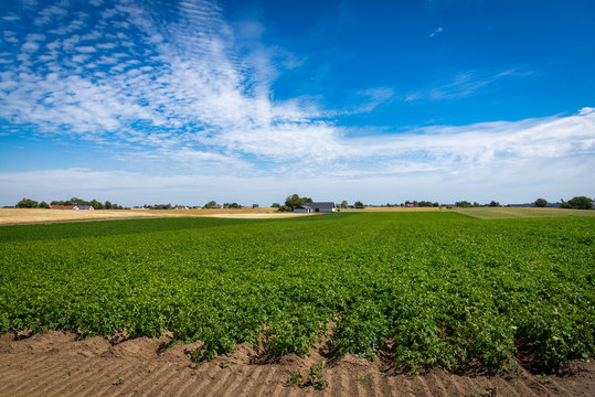 Green Potato field. Rural landscape. Stock photo.