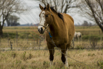 horse in the field