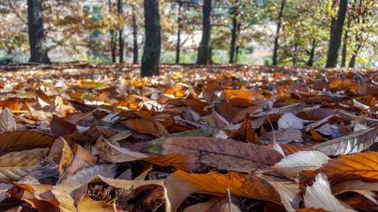 Autumn in a forest in KwaZulu Natal midlands, South Africa.