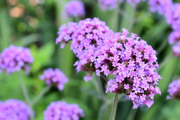 buddleja alternifolia flower in the garden