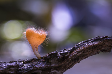 Champagne mushroom in rain forest, Thailand.