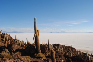 Cactus salt flat bolivia