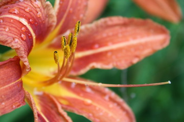 Fototapeta premium orange rain 3