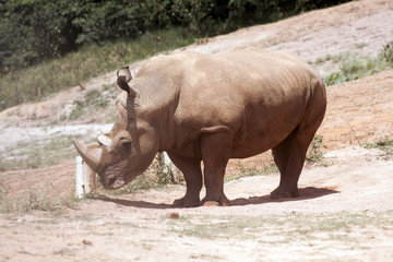 Naklejka premium Rinocerontes