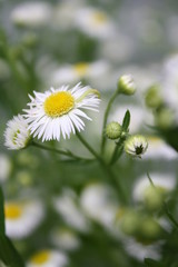 Little White Yellow 7