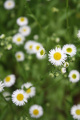 Little White Yellow 6