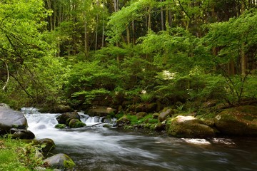 夏山の林の中の渓流