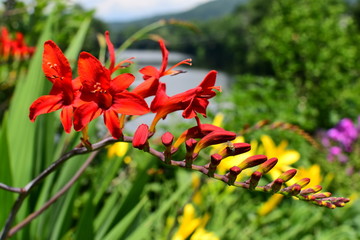 crocosmia lucifer flower in the nature background
